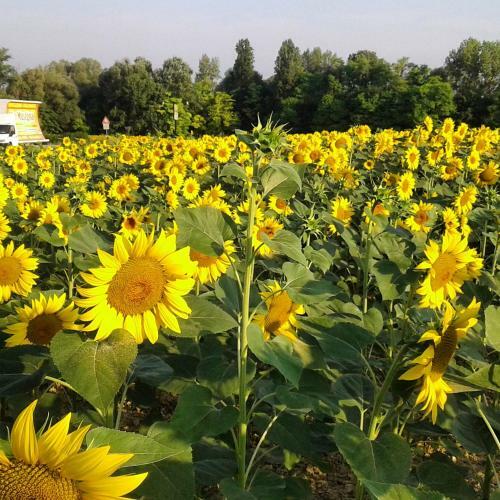 Agroturismo Al Cavaliere