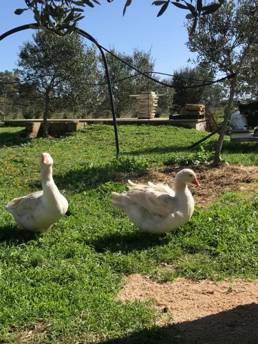 Masseria Gelsi B&B And Events