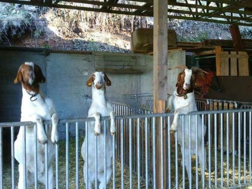 Apartamento Mittlerer K�lblinshof