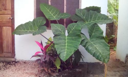 Bed & Breakfast Simon House