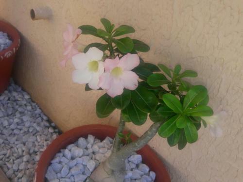 Chal�s 4 Esta��es