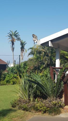 Shelly Beach Lodge