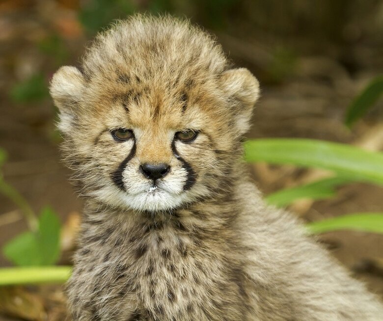 Posada Emdoneni Lodge With Cheetah Project
