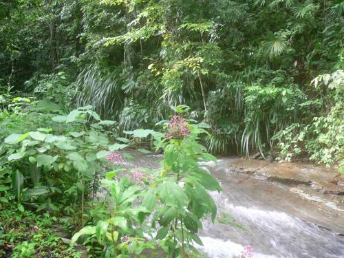 Hotel Waterfall Villas