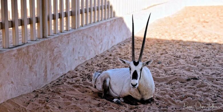 Arabian Oryx Camp