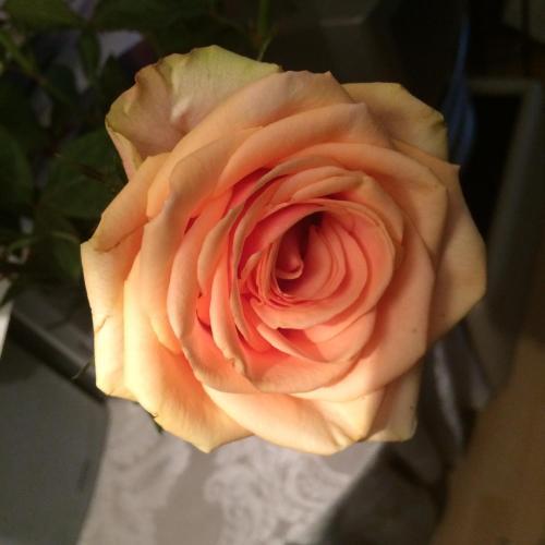 Apartamento Rose 170