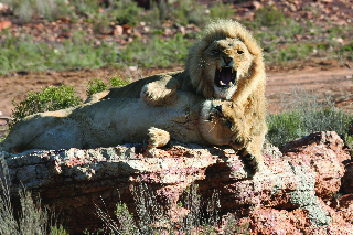 Hotel Aquila Private Game Reserve