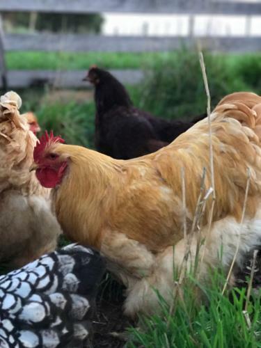Agroturismo Robin Hoods Well Farm Stay