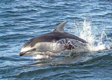 Dolphin House By Shoalwater Executive Homes