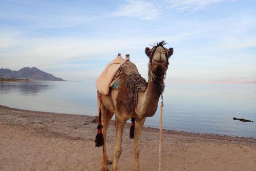 Bedouin Star (ras Shetan Area)
