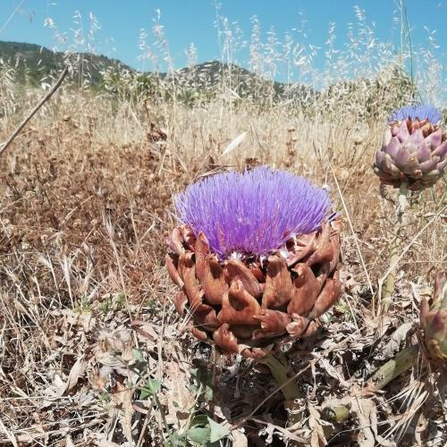Agroturismo Mas D'en Ferran