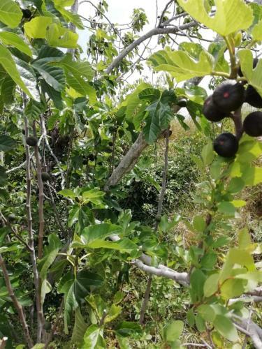 Agroturismo Mas D'en Ferran