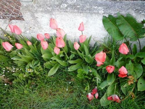 La Crielloise