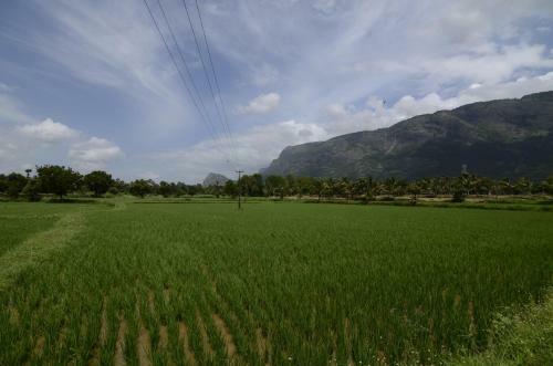 Mango Village