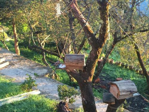 Hotel Trinetra Orchards