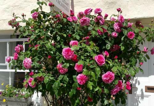 Cyntwell B&B