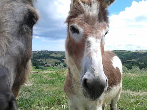 Agroturismo Podere Lesignano