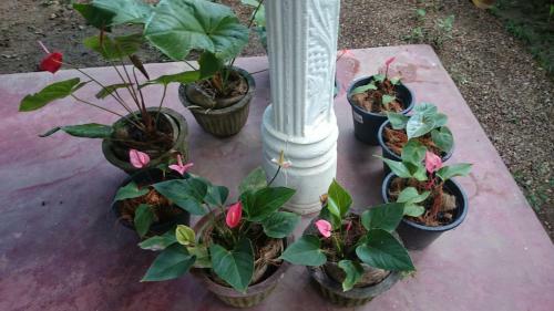 Bed & Breakfast Kavirose Holiday Home