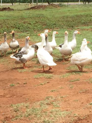 Hostal Ithaba Falls Guest Farm