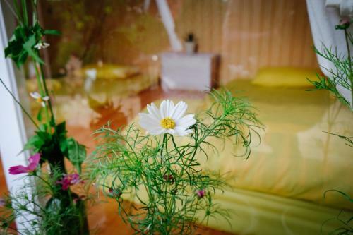 Bed & Breakfast Vanda Garden Hill