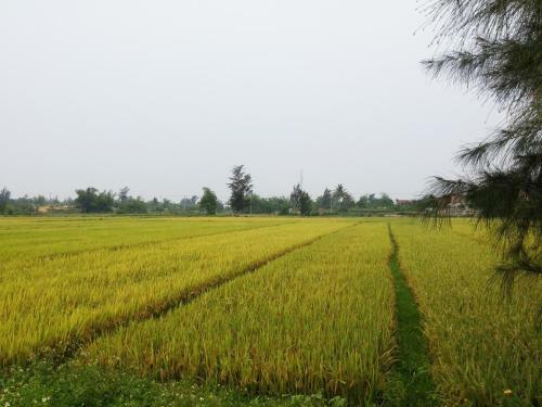 Bed & Breakfast Flora Hoian Villa