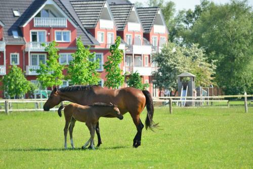 Strandhafer Aparthotel