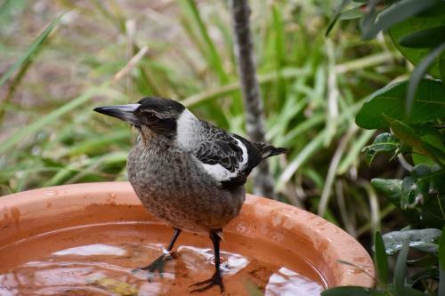 Kookaburra Beach Cottage On Tallow