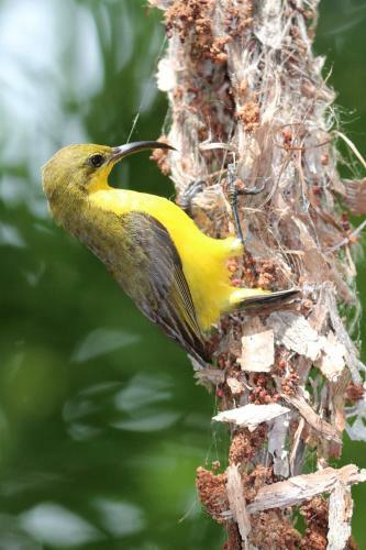 Mossman Gorge Bed And Breakfast