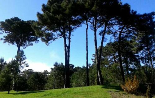 De Las Garzas