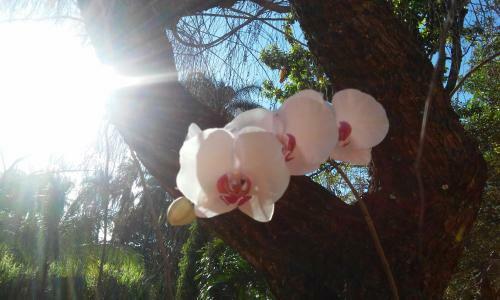 Hostal Pousada Flor De Cip�
