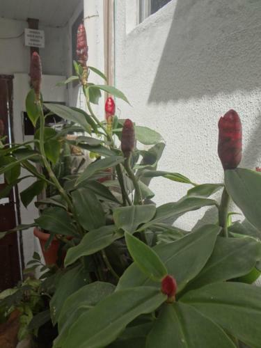 Apartamento Vila Izabel