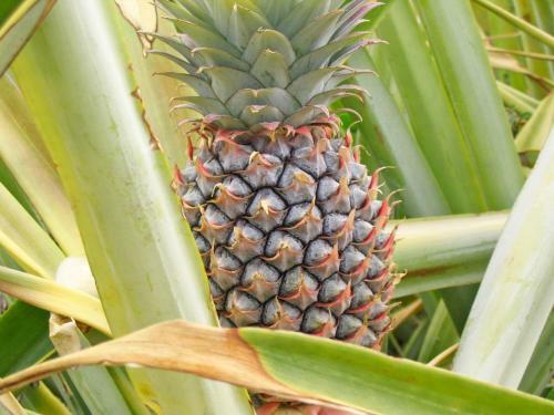 Apartamento Condominium Villas Venado