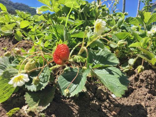 Bed & Breakfast Pousada Rural Pav�o
