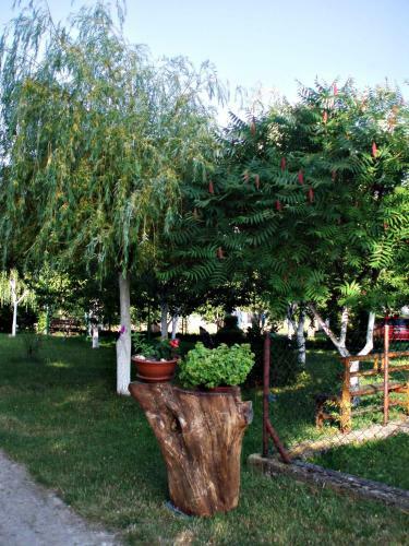 Apartamentos Studio Ivona