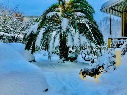 Hostal Guest House Lasha