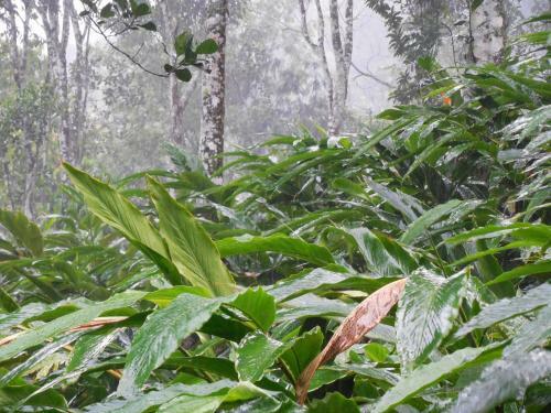 Agroturismo Tabernacle Plantation Thekkady