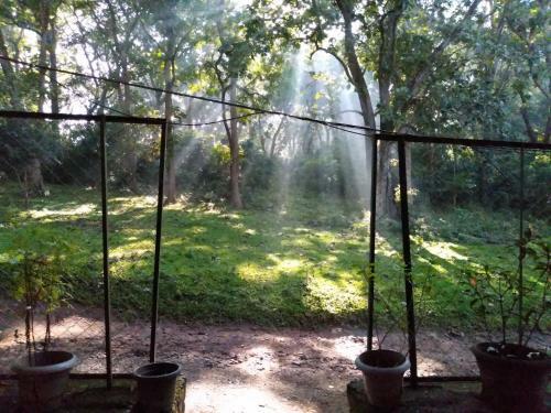 Wild Window