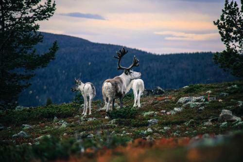 Lodge Lapland Senses