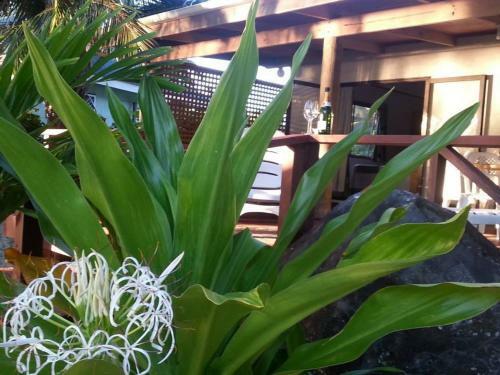 Hostal Sunset Palms Rarotonga