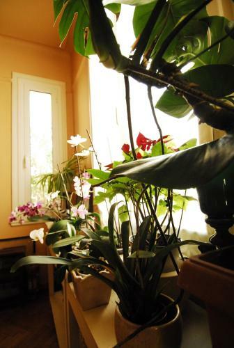 Apartment With Roof Garden