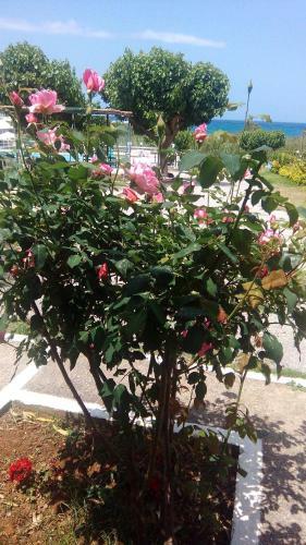 Apartamento Andy's Gardens