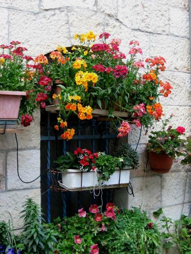 Cozy Garden