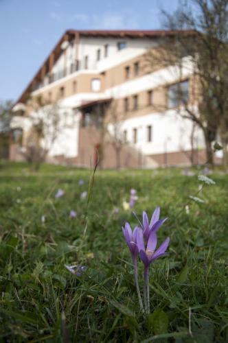 Hostal Pensiunea Muntele Verde