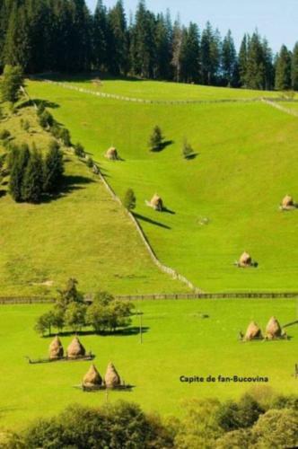 Hostal Pensiunea Letitia