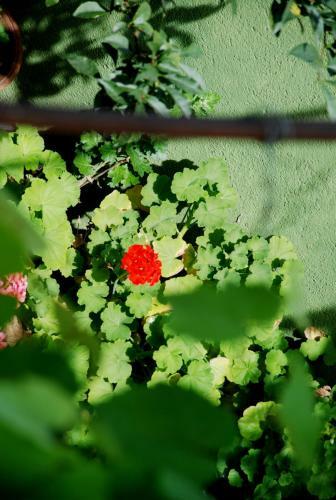Hostal Kandyan White Holiday Homes
