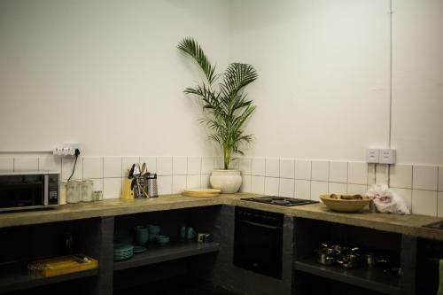 Albergue Curiocity Durban