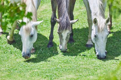 Agroturismo Linwood Guest Farm