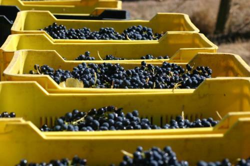 Fraaigelegen Farm Tulbagh