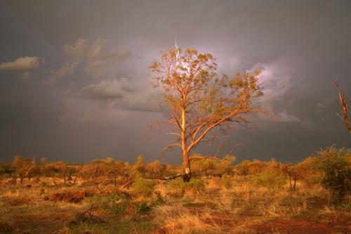 Thorn Tree Bush Camp
