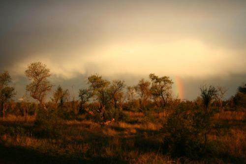 Thorn Tree Bush Camp